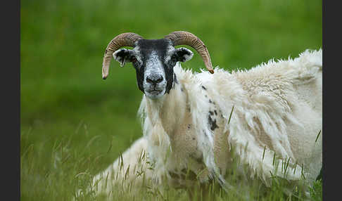 Hausschaf (Ovis gmelini aries)