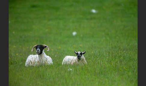 Hausschaf (Ovis gmelini aries)