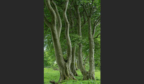 Rot-Buche (Fagus sylvatica)