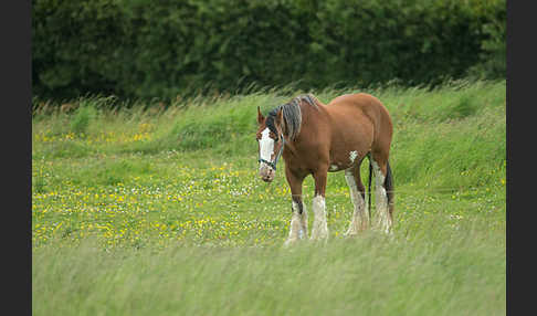 Hauspferd (Equus caballus)