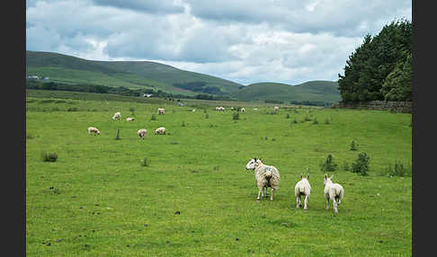 Hausschaf (Ovis gmelini aries)