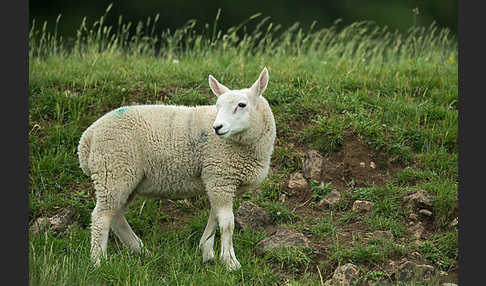 Hausschaf (Ovis gmelini aries)