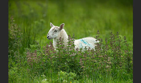 Hausschaf (Ovis gmelini aries)