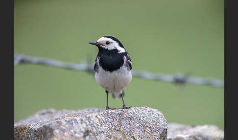 Trauerbachstelze (Motacilla yarrellii)