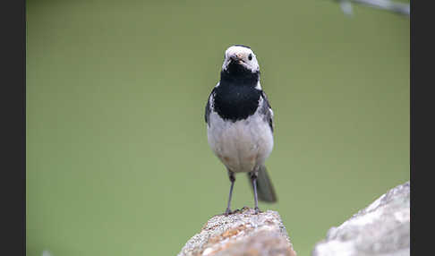 Trauerbachstelze (Motacilla yarrellii)