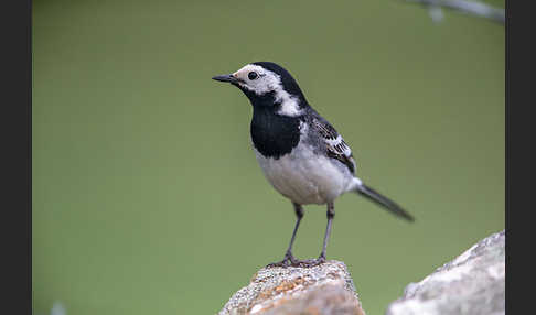 Trauerbachstelze (Motacilla yarrellii)