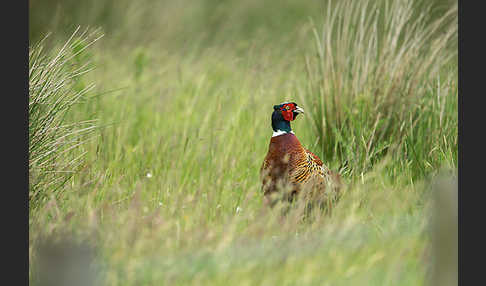 Fasan (Phasianus colchicus)