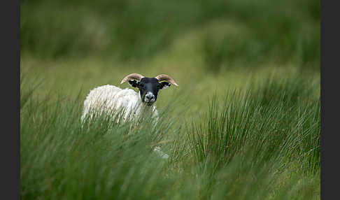 Hausschaf (Ovis gmelini aries)