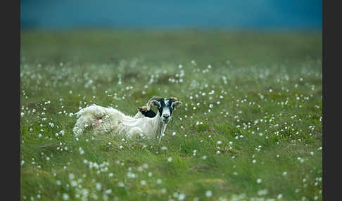 Hausschaf (Ovis gmelini aries)