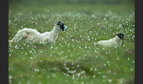 Hausschaf (Ovis gmelini aries)