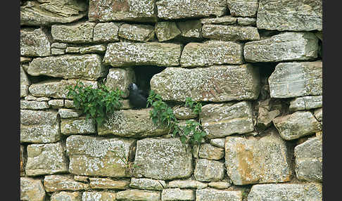 Dohle (Corvus monedula)