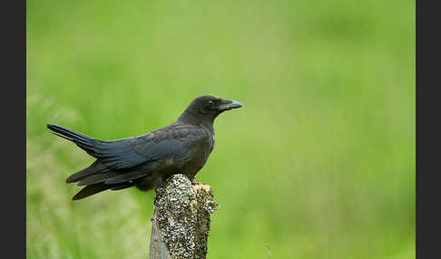 Rabenkrähe (Corvus corone corone)