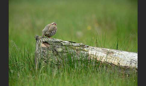 Rothuhn (Alectoris rufa)