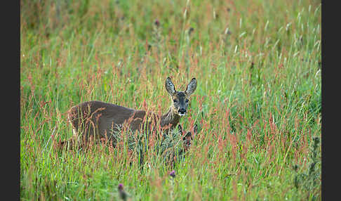 Rehwild (Capreolus capreolus)