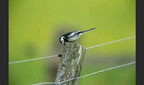 Trauerbachstelze (Motacilla yarrellii)