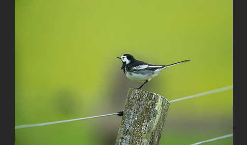 Trauerbachstelze (Motacilla yarrellii)