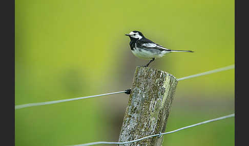 Trauerbachstelze (Motacilla yarrellii)