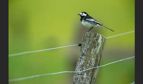 Trauerbachstelze (Motacilla yarrellii)