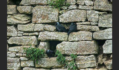 Dohle (Corvus monedula)