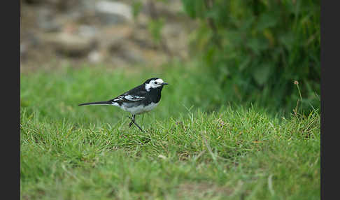 Trauerbachstelze (Motacilla yarrellii)