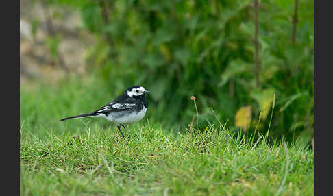 Trauerbachstelze (Motacilla yarrellii)