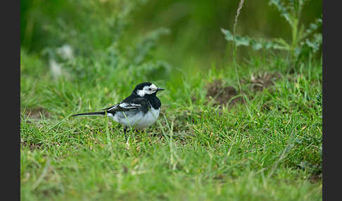 Trauerbachstelze (Motacilla yarrellii)