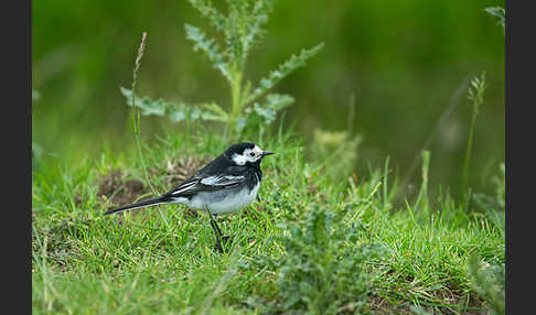 Trauerbachstelze (Motacilla yarrellii)