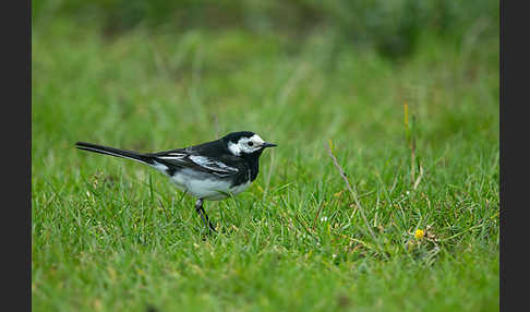 Trauerbachstelze (Motacilla yarrellii)