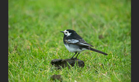 Trauerbachstelze (Motacilla yarrellii)