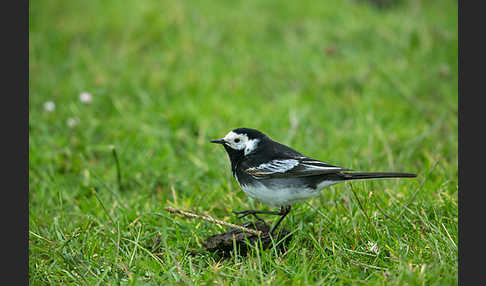 Trauerbachstelze (Motacilla yarrellii)