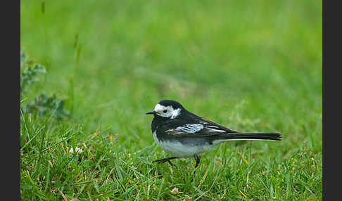 Trauerbachstelze (Motacilla yarrellii)