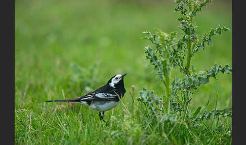 Trauerbachstelze (Motacilla yarrellii)