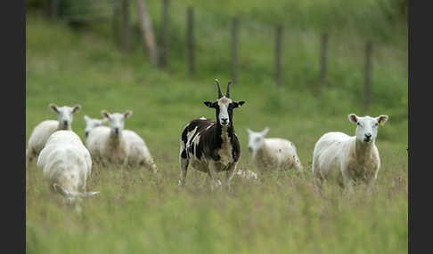 Hausschaf (Ovis gmelini aries)