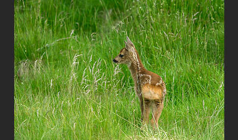 Rehwild (Capreolus capreolus)