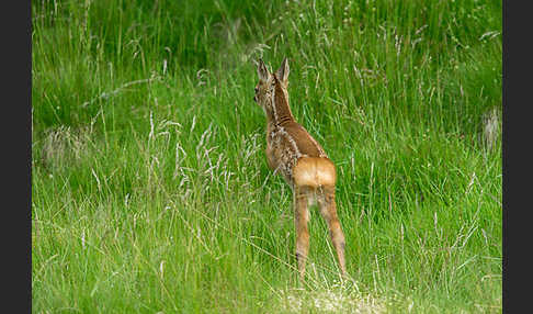 Rehwild (Capreolus capreolus)