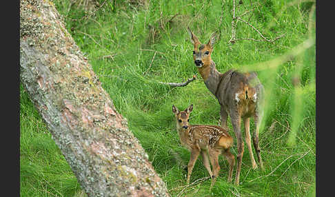 Rehwild (Capreolus capreolus)