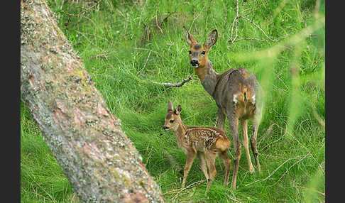 Rehwild (Capreolus capreolus)