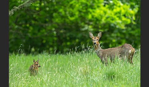 Rehwild (Capreolus capreolus)