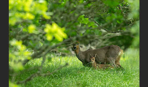 Rehwild (Capreolus capreolus)