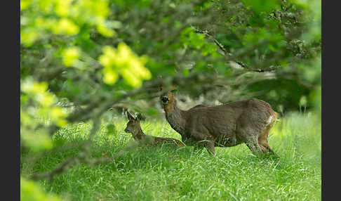 Rehwild (Capreolus capreolus)