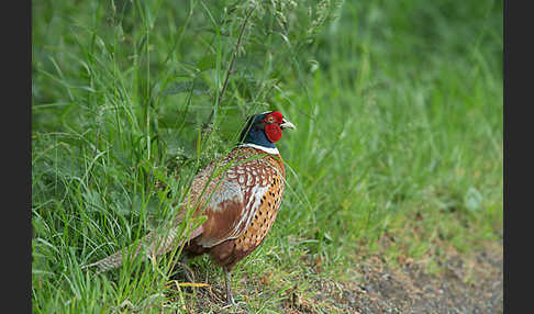 Fasan (Phasianus colchicus)