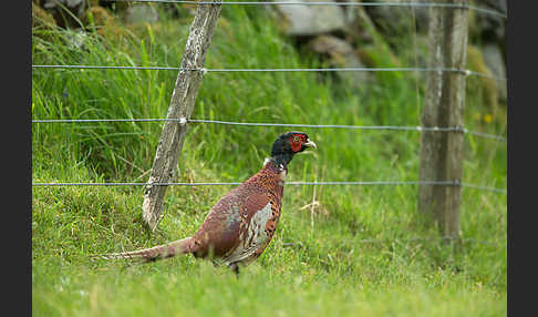 Fasan (Phasianus colchicus)