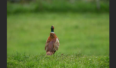 Fasan (Phasianus colchicus)