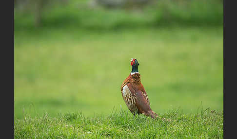 Fasan (Phasianus colchicus)