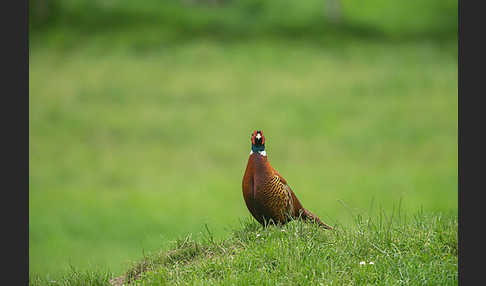 Fasan (Phasianus colchicus)