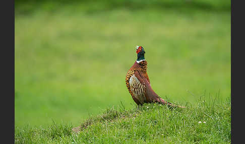 Fasan (Phasianus colchicus)