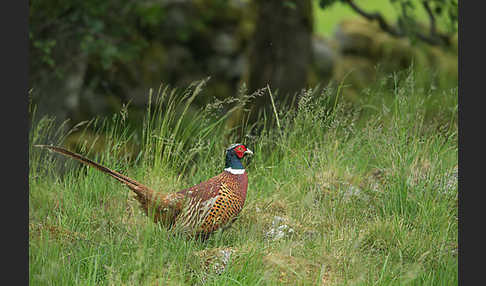 Fasan (Phasianus colchicus)