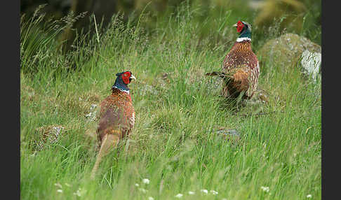 Fasan (Phasianus colchicus)