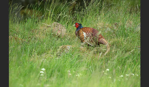 Fasan (Phasianus colchicus)