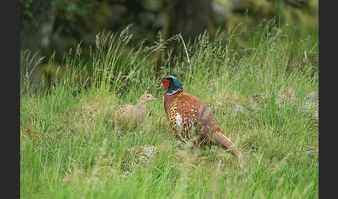 Fasan (Phasianus colchicus)